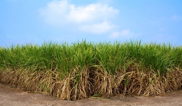 سنگین‌ترین عرضه اولیه تاریخ بورس در راه بازار سرمایه