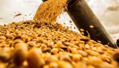 بیشترین دلار وارداتی به کدام گروه خوراکی رسید؟