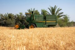 برنامه کشت قراردادی سه محصول گندم‌، جو و دانه‌های روغنی