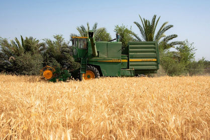 برنامه کشت قراردادی سه محصول گندم‌، جو و دانه‌های روغنی